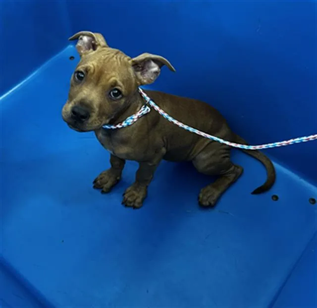 A baby large-sized male Mixed Breed dog named Pikachu for adoption in Dallas, TX