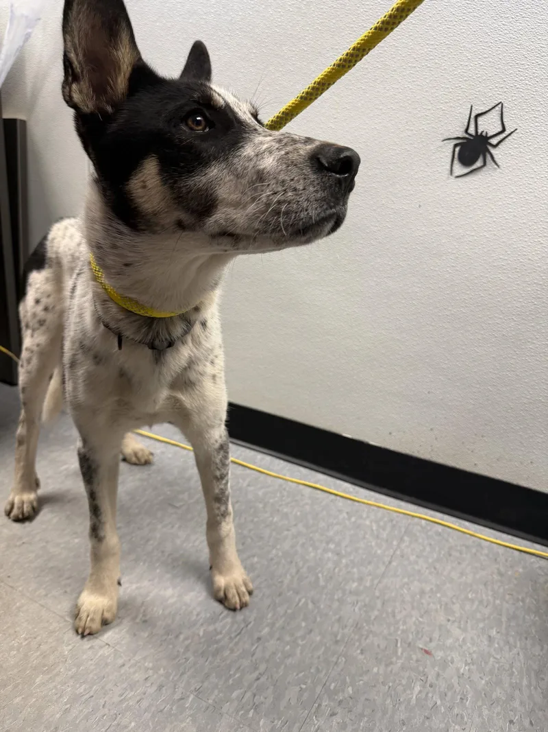 A young medium-sized male Australian Cattle Dog / Blue Heeler dog named Butcher for adoption in Las Vegas, NM