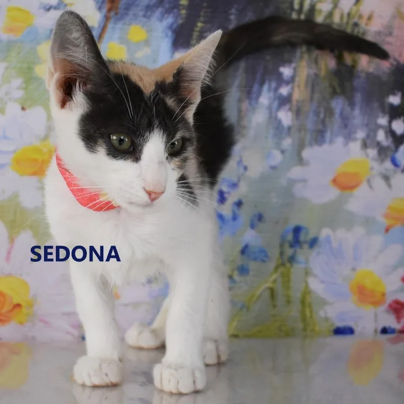 Sedona thumbnail 2