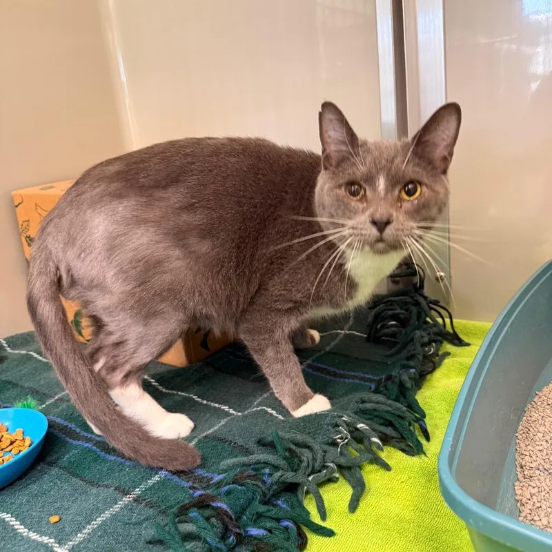 An adult large-sized male Gray / Blue / Silver Domestic Short Hair cat named Grey Man for adoption in Saint Charles, MO