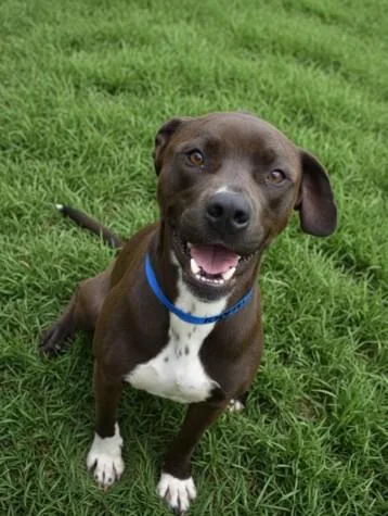 An adult large-sized male Pit Bull Terrier dog named Minus for adoption in Los Angeles, CA