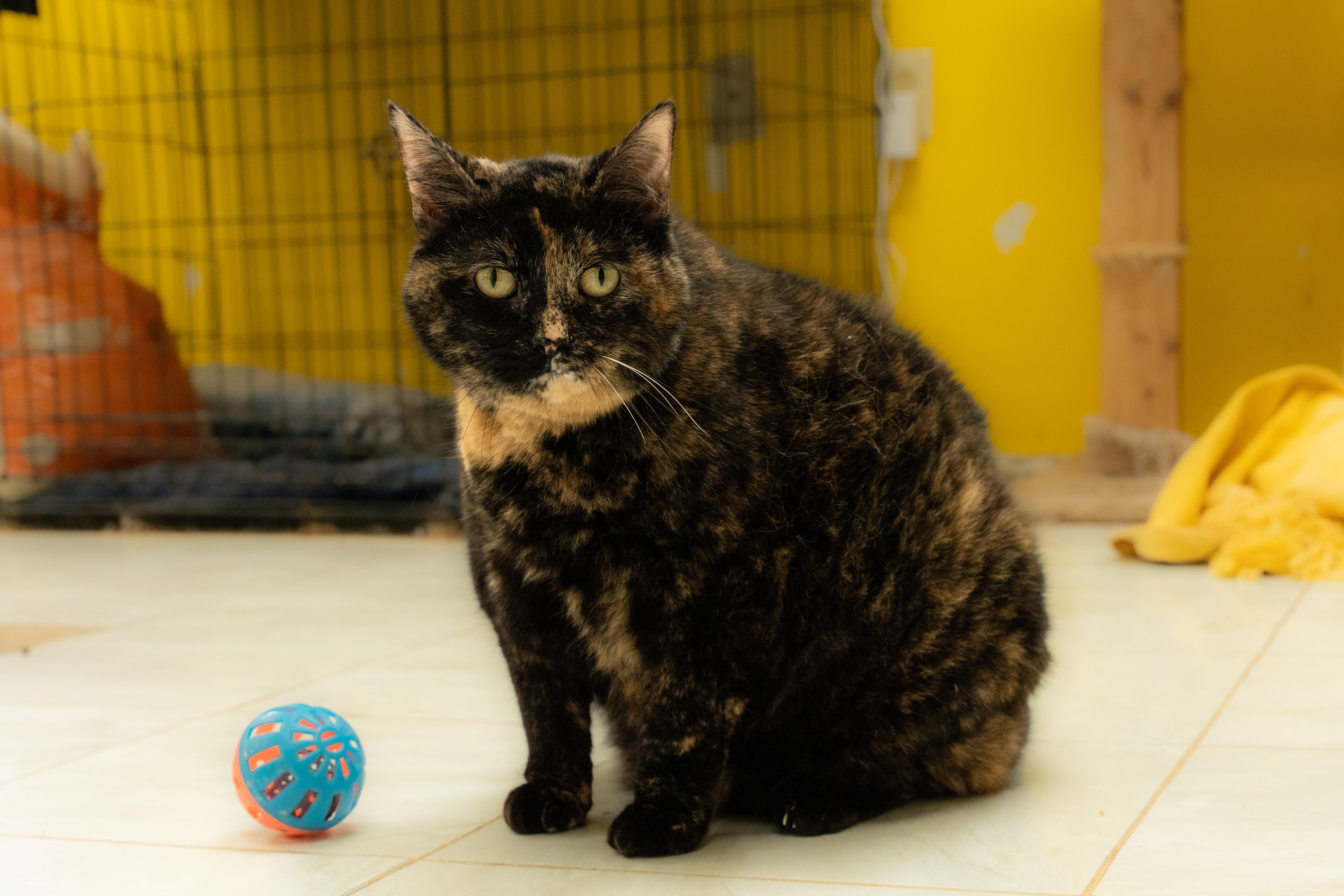 An adult medium-sized female Tortoiseshell Domestic Short Hair cat named Tater Tot for adoption in Owensboro, KY