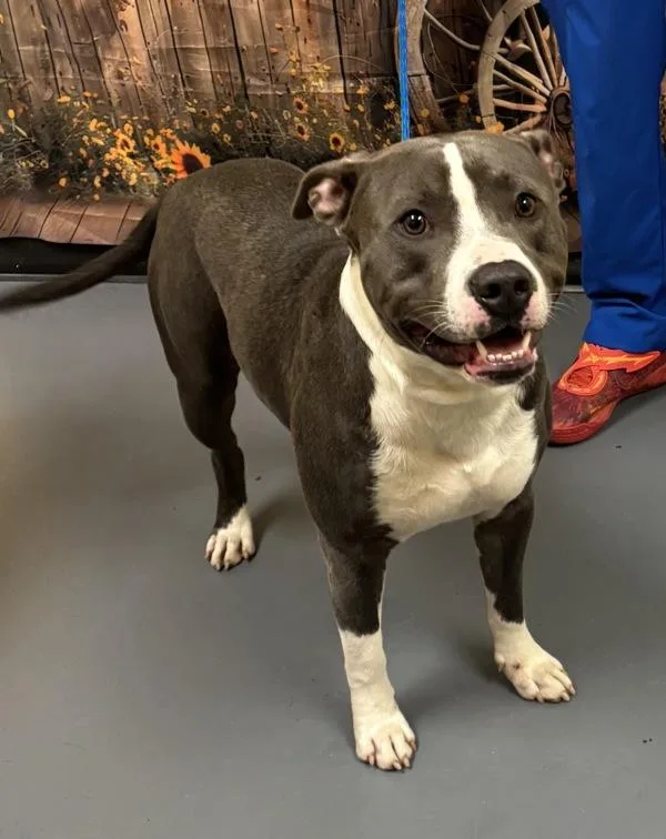 An adult large-sized male Pit Bull Terrier dog named Trey for adoption in Dallas, GA
