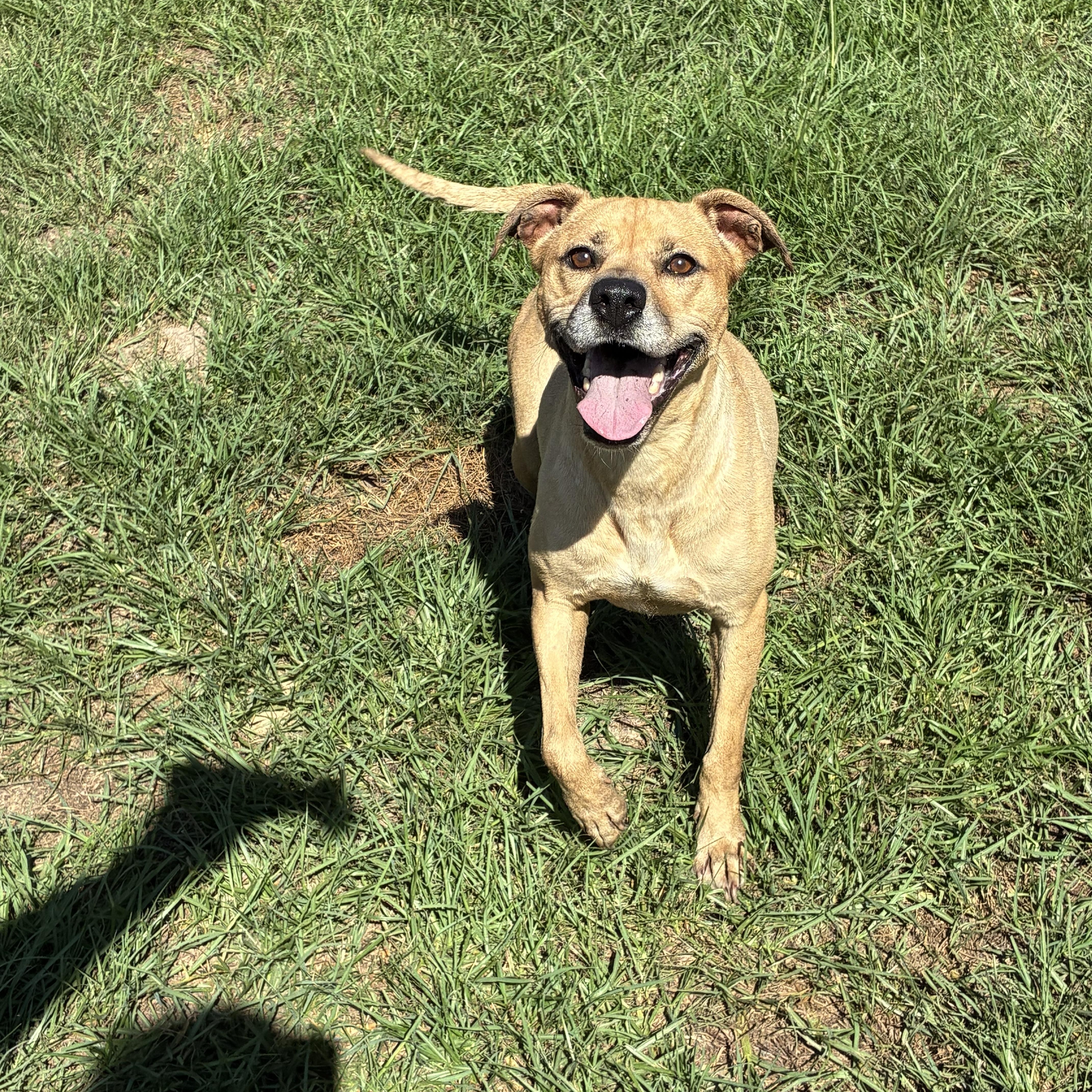 An adult medium-sized female Yellow / Tan / Blond / Fawn Terrier dog named Bingo for adoption