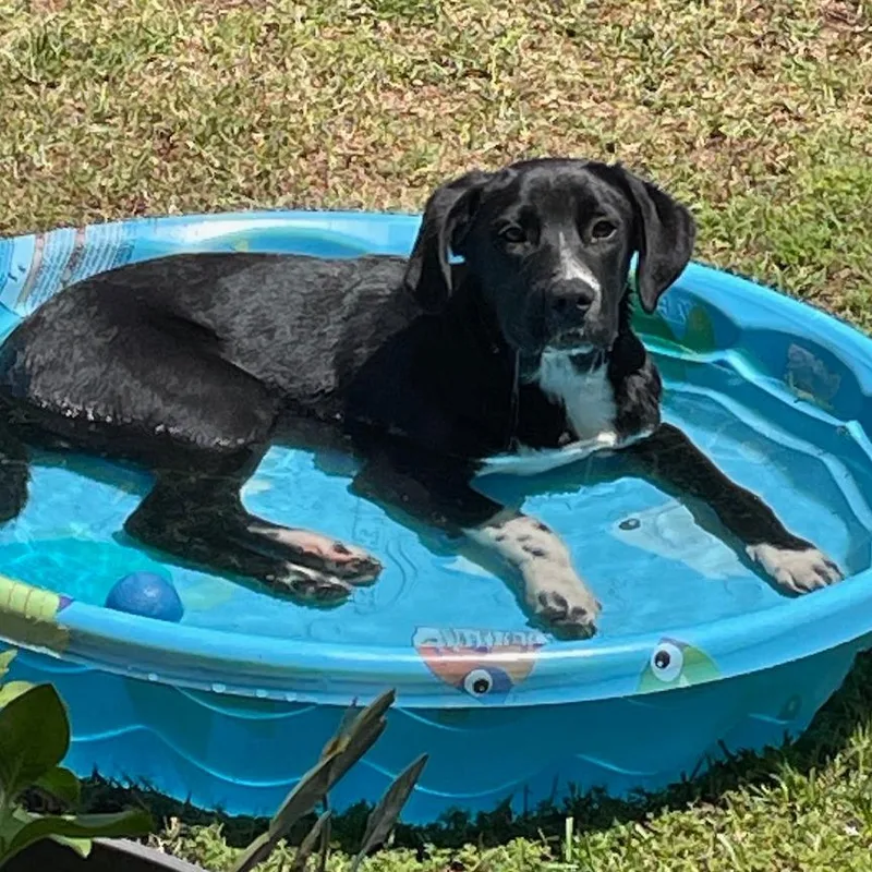 A baby medium-sized male Black German Shorthaired Pointer dog named Buddy for adoption in Hattiesburg, MS