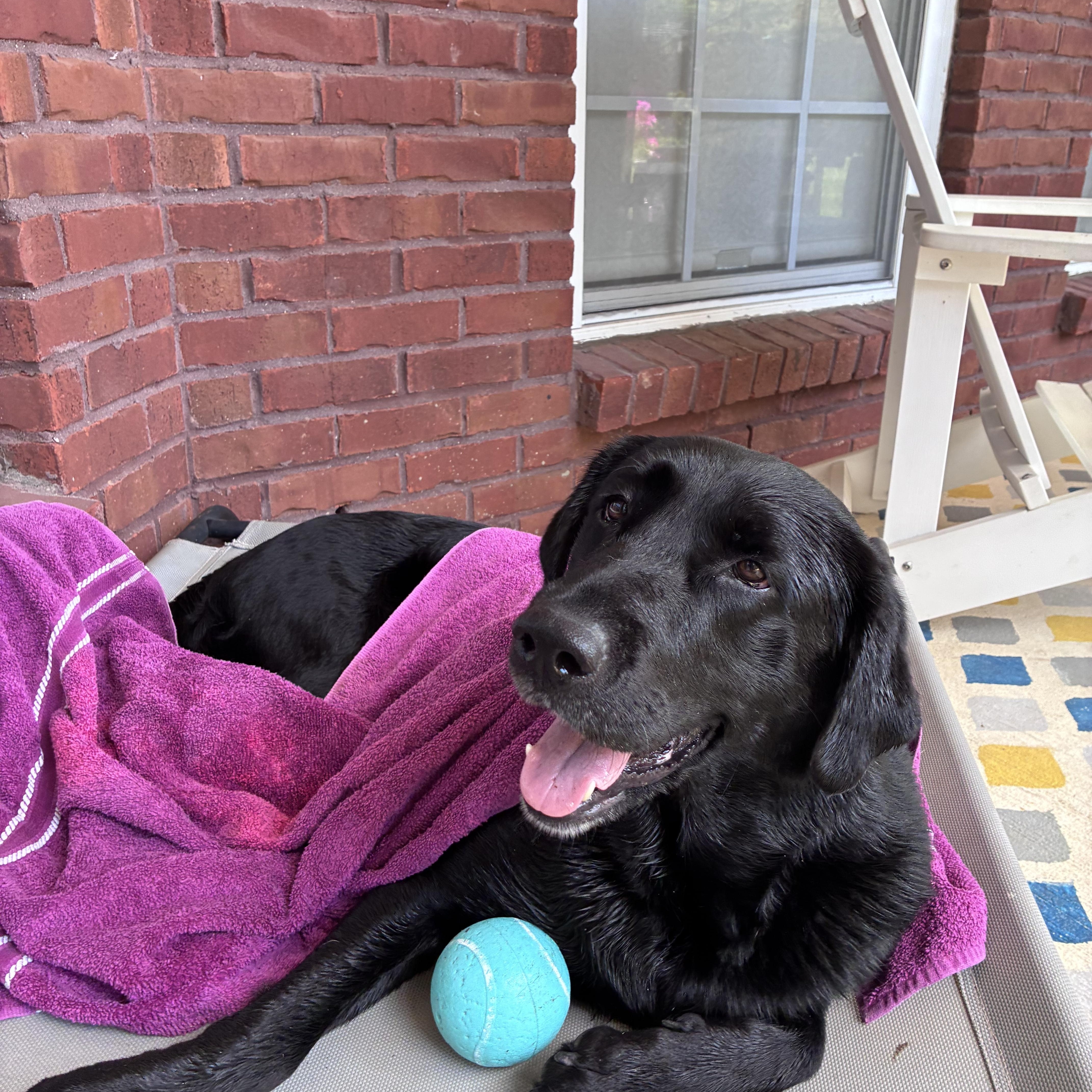 An adult medium-sized female Labrador Retriever dog named Nola for adoption in Waitsfield, VT