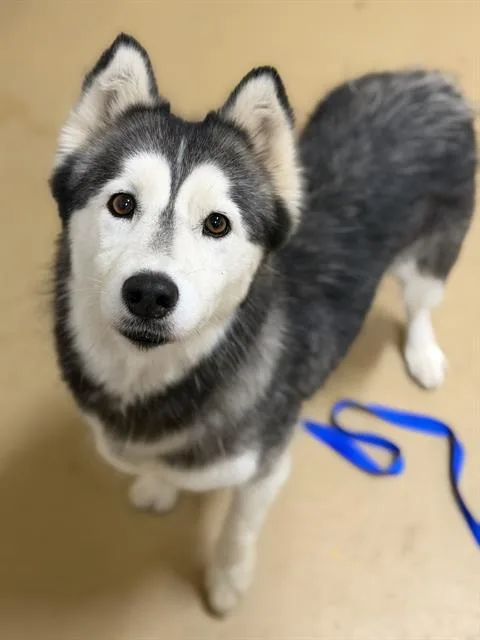 A young medium-sized female Siberian Husky dog named Maisie for adoption in Chula Vista, CA