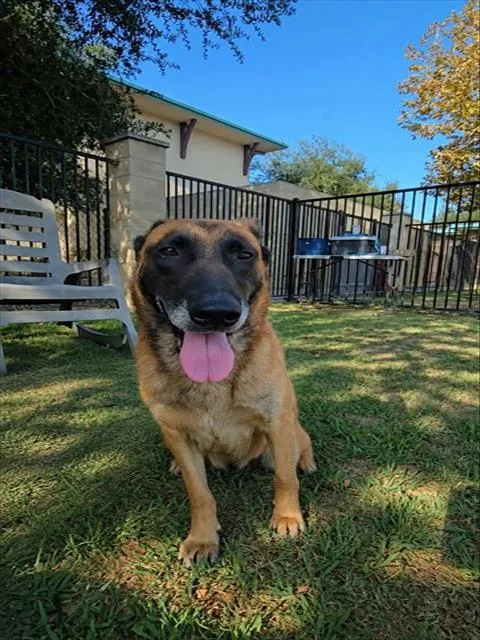 An adult medium-sized female Belgian Shepherd / Malinois dog named Boba for adoption in Riverside, CA