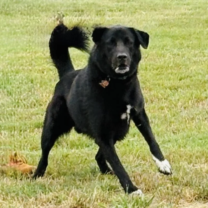 An adult large-sized male Black Labrador Retriever dog named Barkley for adoption in Justin, TX