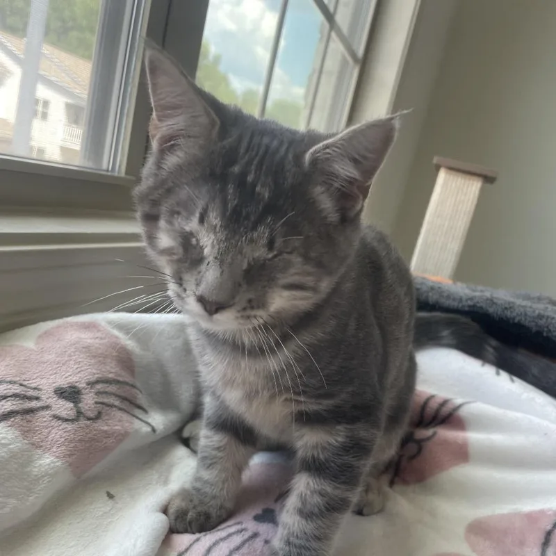 A baby small-sized male Domestic Short Hair cat named Steele for adoption in Cumming, GA