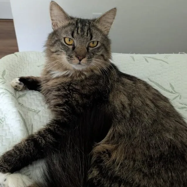 A young medium-sized male Domestic Medium Hair cat named Tom for adoption in Duette, FL