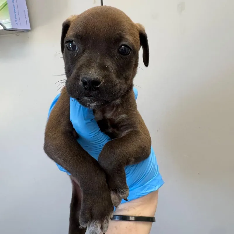 A baby small-sized female Brown / Chocolate Mixed Breed dog named Veronica for adoption in Columbiana, AL