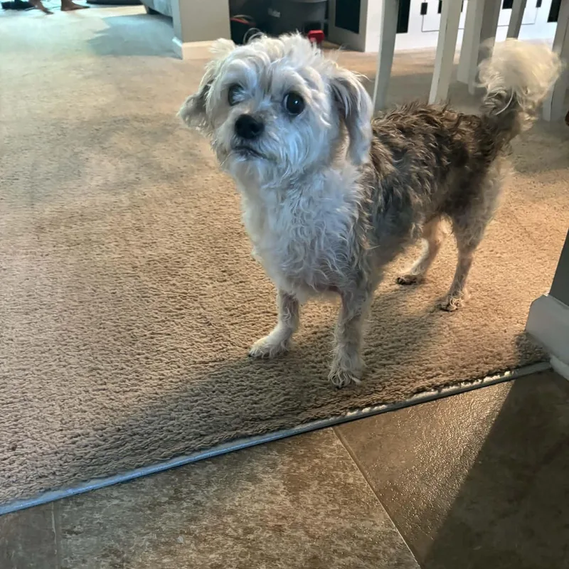 An adult small-sized male Apricot / Beige Shih Tzu dog named Kash for adoption in Greenville, SC
