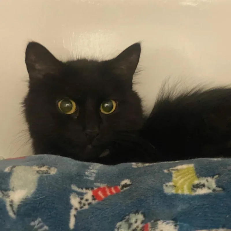 An adult small-sized female Domestic Long Hair cat named Eva for adoption in Fall River, MA