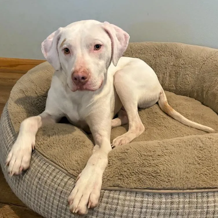 A baby medium-sized male White / Cream Mixed Breed dog named Sully for adoption in Buffalo, MN