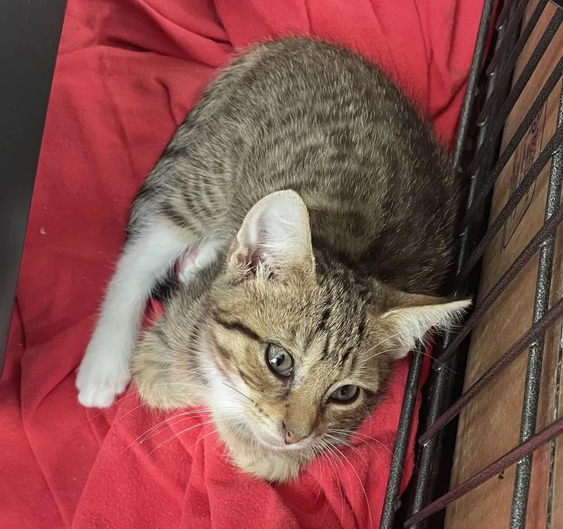 A baby small-sized female Domestic Short Hair cat named Honey for adoption in CANONSBURG, PA