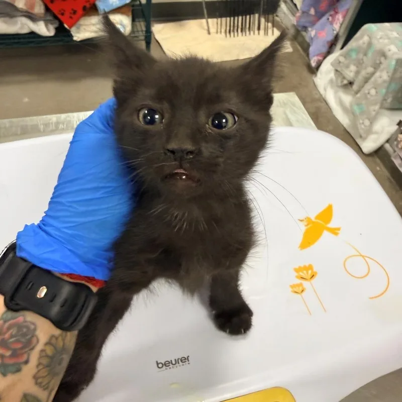 A baby small-sized male Black Domestic Short Hair cat named 107447 for adoption in Las Cruces, NM