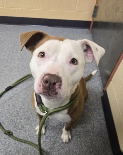 An adult medium-sized female Pit Bull Terrier dog named Starburst for adoption in Westland, MI