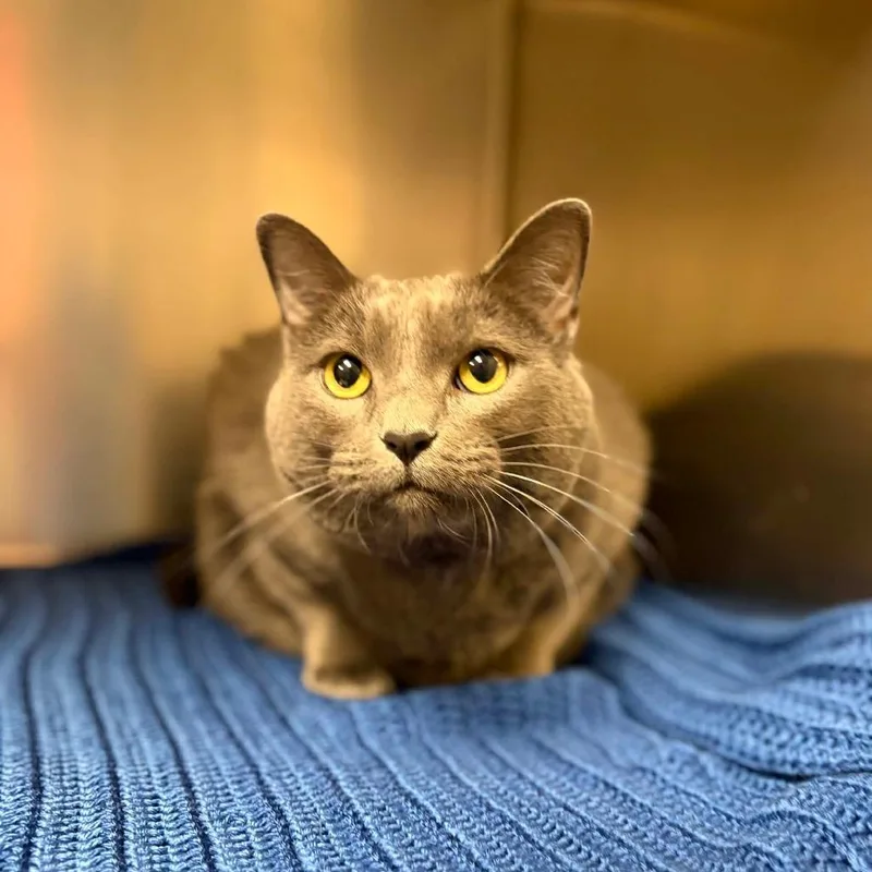 An adult extra large-sized male Domestic Short Hair cat named Stormy for adoption in Milan, IL