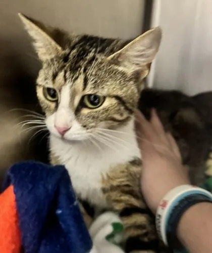 An adult small-sized female Domestic Short Hair cat named Coral for adoption in West Chester, PA