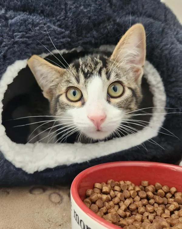 A baby small-sized male Domestic Short Hair cat named Rainy for adoption in Healdsburg, CA