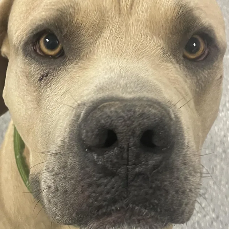 Bruno thumbnail 3