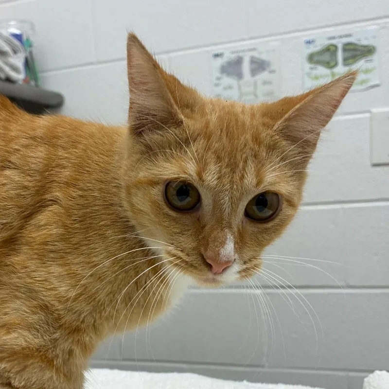 A baby small-sized female Domestic Short Hair cat named Butterscotch for adoption in Corpus Christi, TX