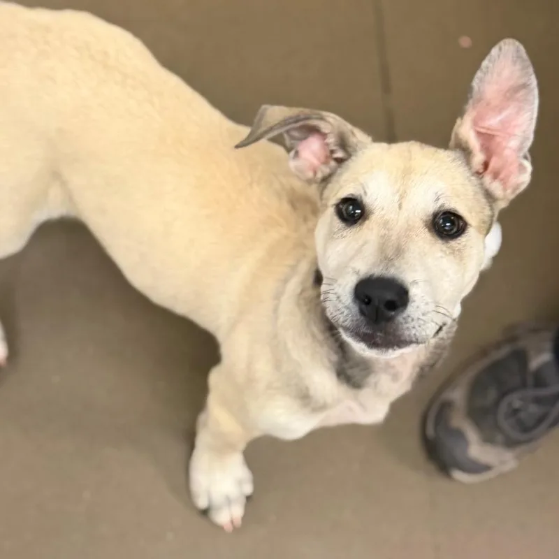 A baby small-sized male Yellow / Tan / Blond / Fawn Mixed Breed dog named Enchant for adoption in Asheville, NC