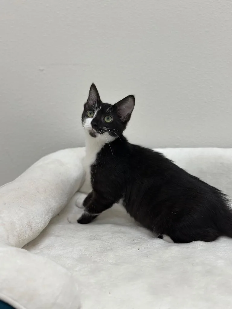 A baby small-sized female Domestic Short Hair cat named August for adoption in Newberg, OR