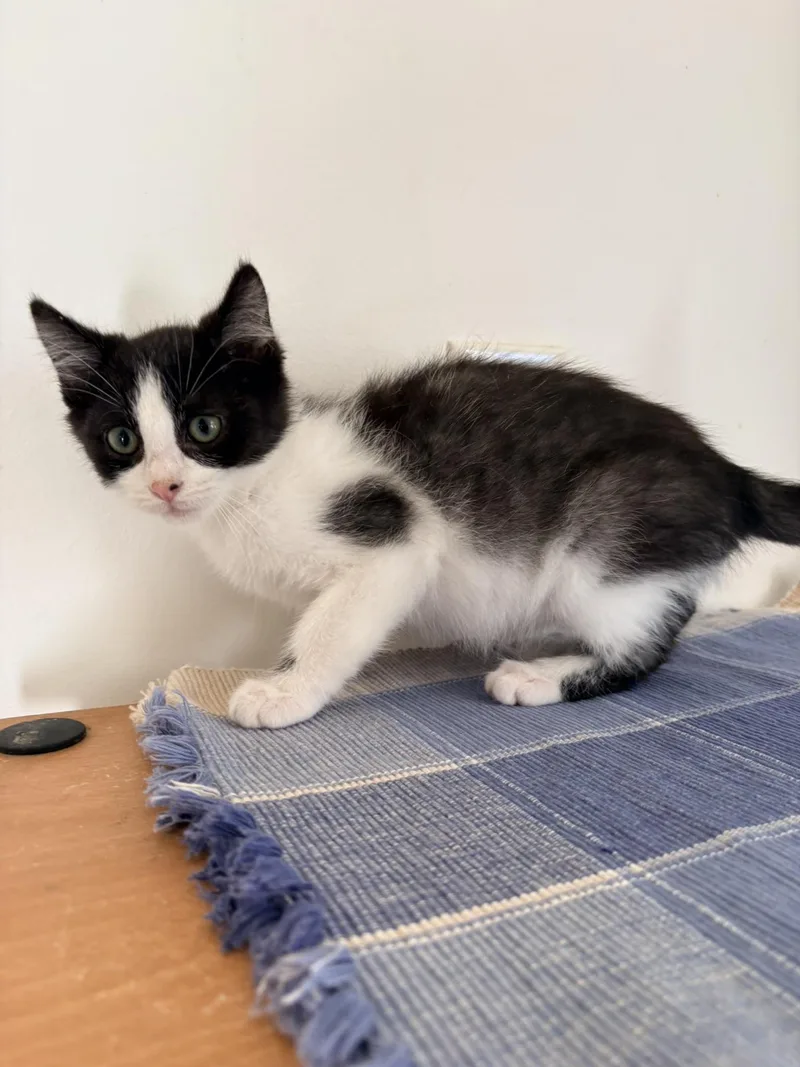 A baby small-sized male Black & White / Tuxedo Domestic Short Hair cat named Batman for adoption in Kalamazoo, MI