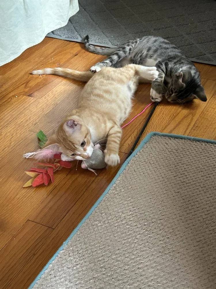 A baby small-sized male Tabby cat named Albatross for adoption in Dallas, TX