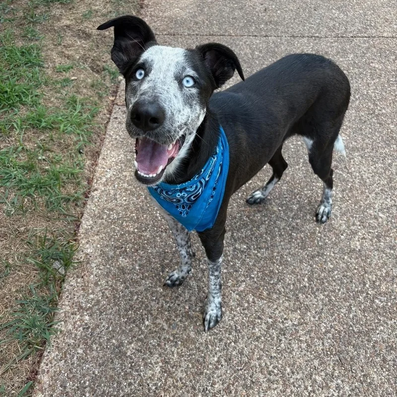 A young medium-sized male Australian Cattle Dog / Blue Heeler dog named Cooper for adoption in Lavon, TX
