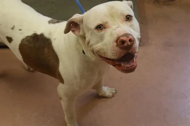 An adult large-sized male Mixed Breed dog named Jordan for adoption in Columbia, SC
