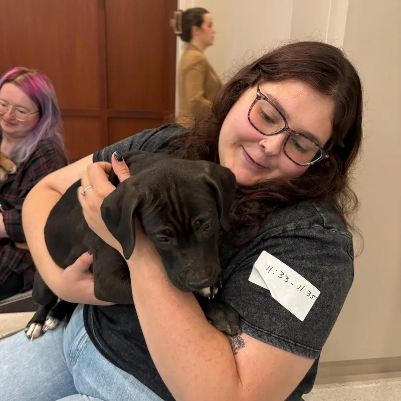 A baby small-sized male Boxer dog named Thunder for adoption in Mooresville, IN