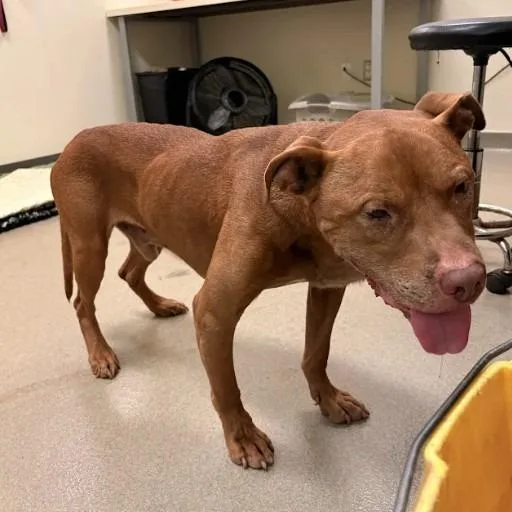 A senior medium-sized male Brown / Chocolate Pit Bull Terrier dog named Podo Helmer for adoption in Lynchburg, VA