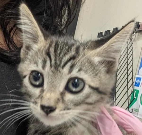 A baby small-sized female Domestic Short Hair cat named Muffy for adoption in El Cajon, CA