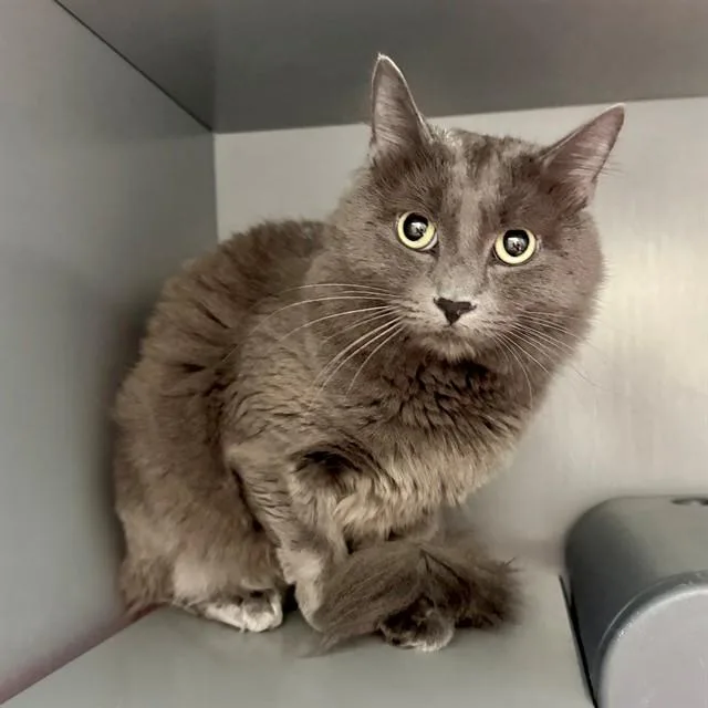 An adult medium-sized male Domestic Medium Hair cat named Hurricane for adoption in Leesburg, VA