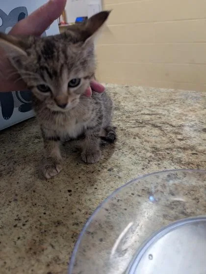 A baby small-sized female Domestic Short Hair cat named Chandler for adoption in Independence, MO