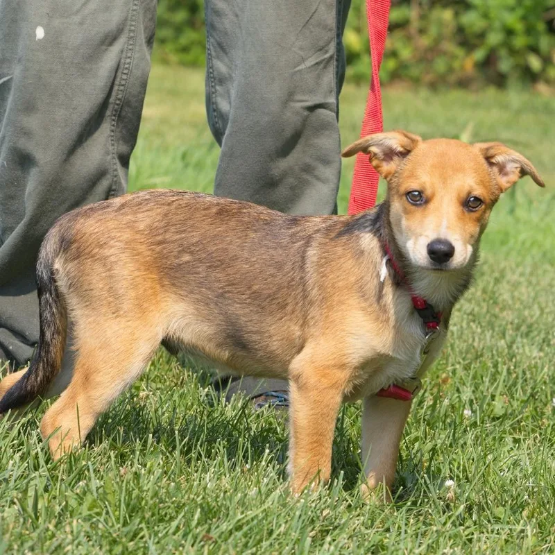 A baby medium-sized male Brown / Chocolate Australian Shepherd dog named Bluejay for adoption in South Elgin, IL