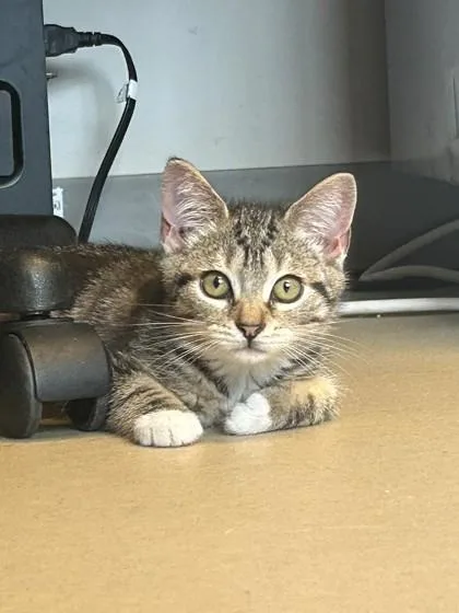A young small-sized female Domestic Short Hair cat named Georgina for adoption in Quakertown, PA