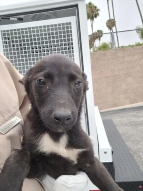 A baby small-sized female Belgian Shepherd / Malinois dog named Roxy for adoption in San Pedro, CA