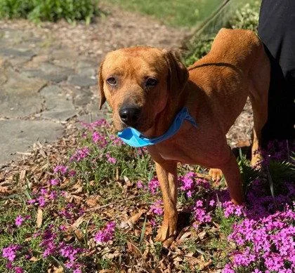 An adult large-sized male Labrador Retriever dog named Pvt. Ryan for adoption in Midland, VA