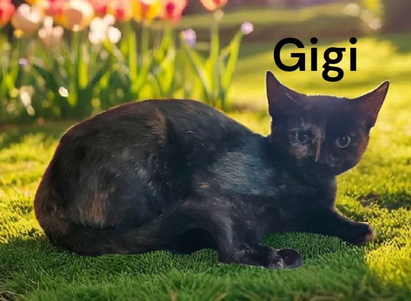 Gigi