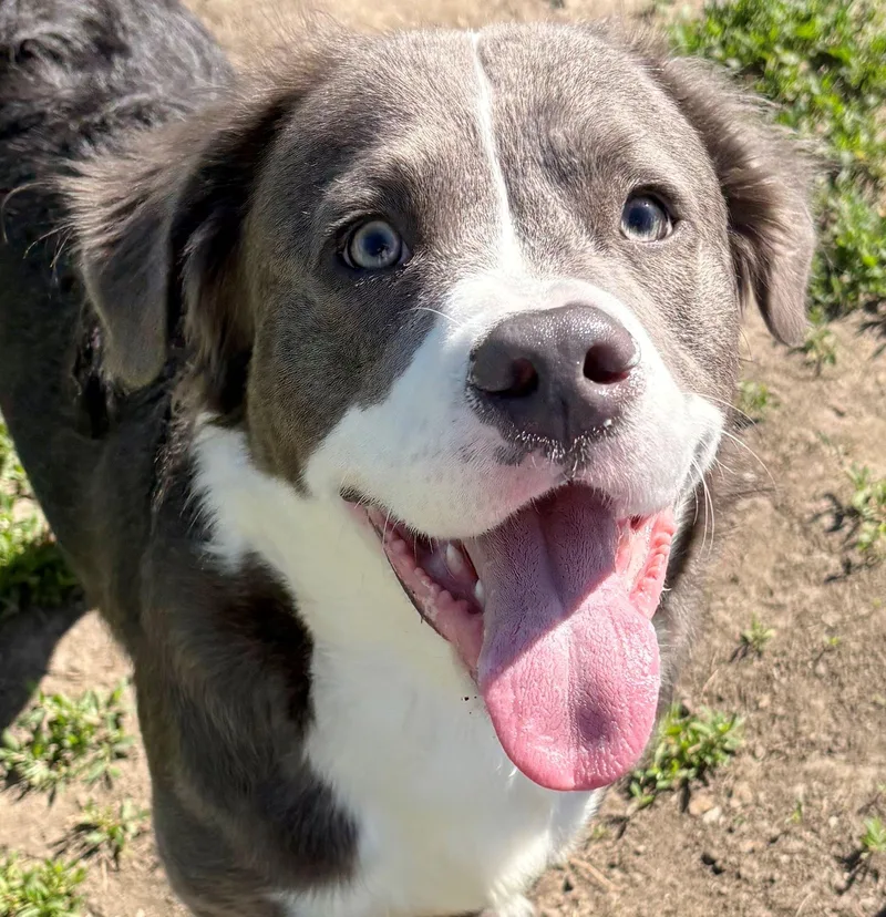 A young medium-sized male Retriever dog named Keiko for adoption in Iowa City, IA
