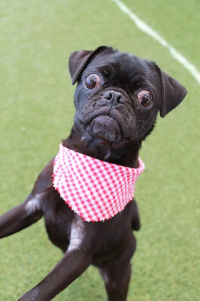 A young small-sized female Pug dog named Shimmer for adoption in Gardena, CA