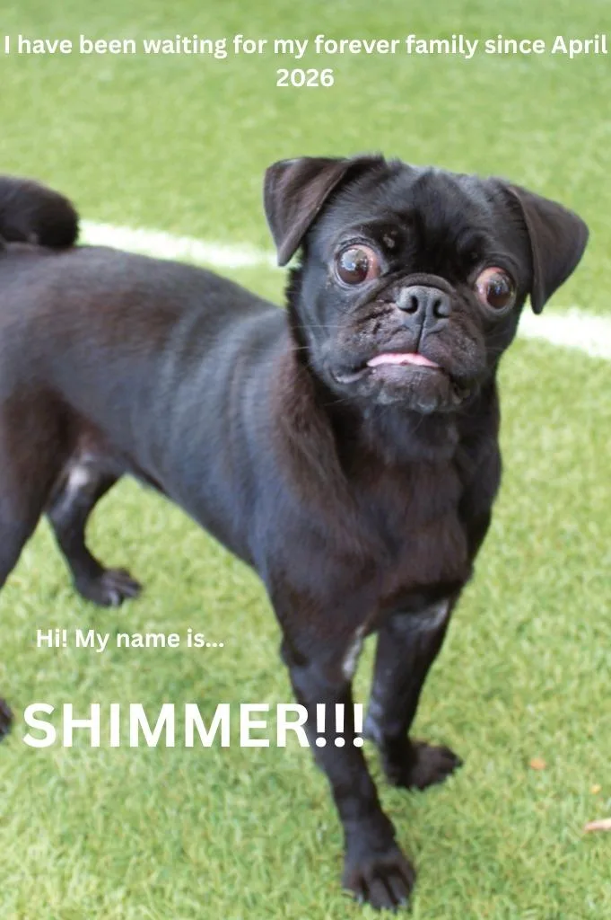 Shimmer thumbnail 6
