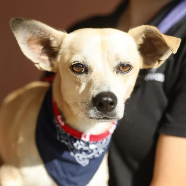 A young small-sized male Chihuahua dog named Douglas for adoption in San Antonio, TX