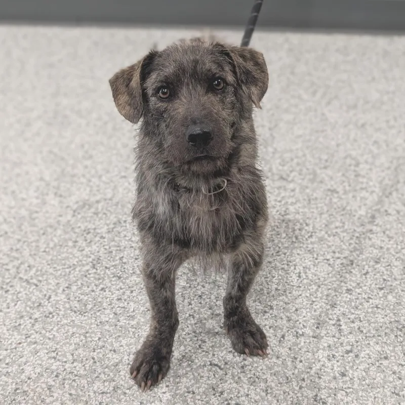 An adult medium-sized male Brindle Wirehaired Dachshund dog named Spruce for adoption in Smithville, TN