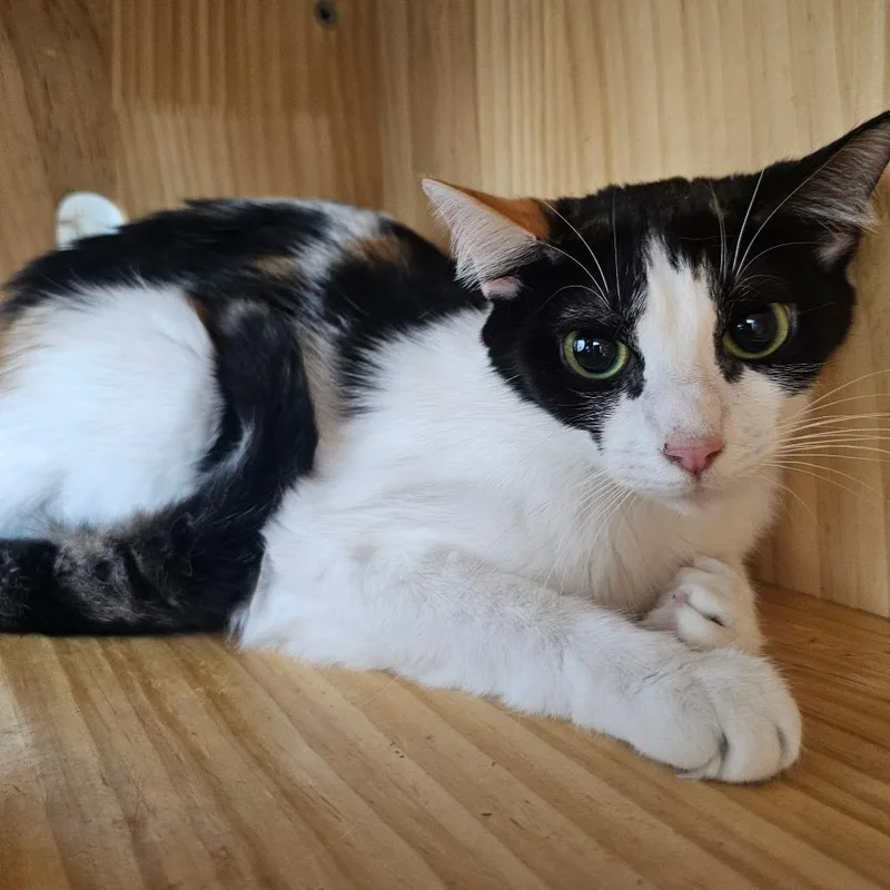 An adult medium-sized female Calico Domestic Short Hair cat named Ginger Ale for adoption in Corydon, IN