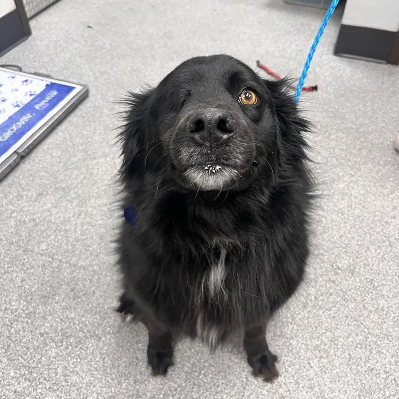 An adult large-sized female Black Australian Shepherd dog named Birdie for adoption in Durango, CO